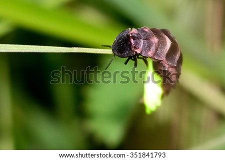 Glow-worm (Lampyris noctiluca) showing light on grass.  These beetles produce light to attract mates, as this female is doing here.

