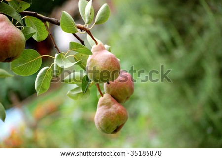 bunch of summer pears on the tree
