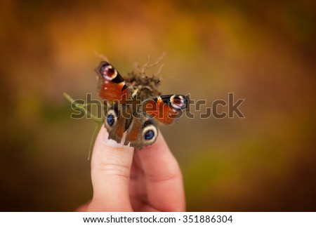 A hand of a woman helping a peacock butterfly - inachis io - benumbed with cold on blurred background of fall mountain meadow in evening sunlight 