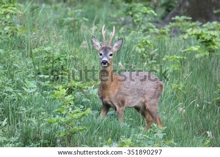 roe deer in the fields