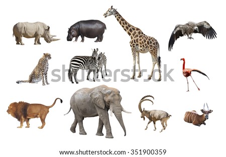 African animals isolated on a white background. Collage