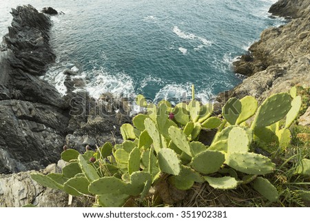 Plant prickly pear