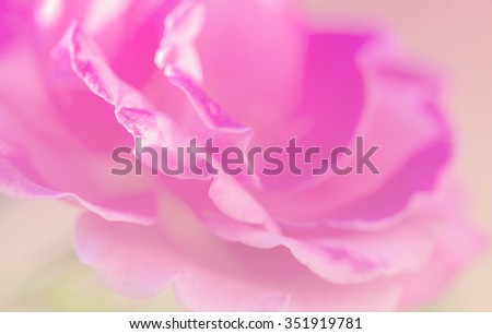 Rose soft pink blur background.