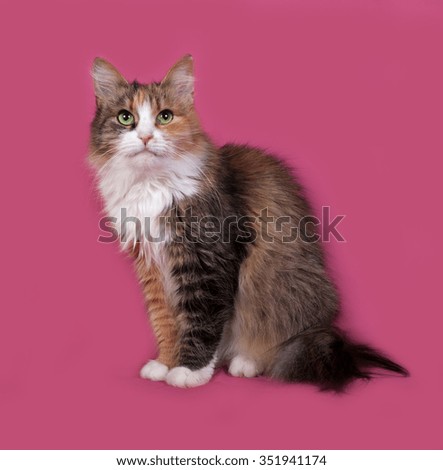 Fluffy tricolor cat sits on pink background