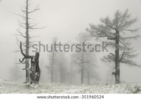Larches on the Altai's mountains in winter