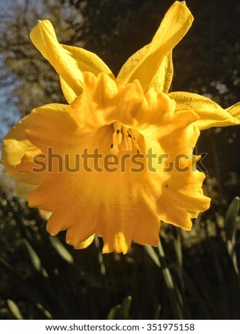 Close up of a yellow daffodil