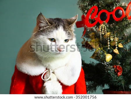 funny Christmas photo of cool cat in santa claus gown and chrismas tree with decorations close up expression portrait on blue wall background