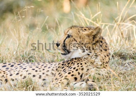 Wild Cheetah In Africa Savannah