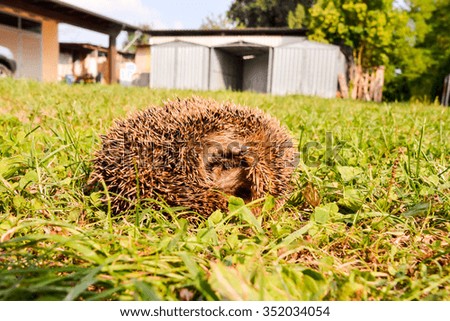 Photo  Picture of an European Hedgehog Mammal Animal