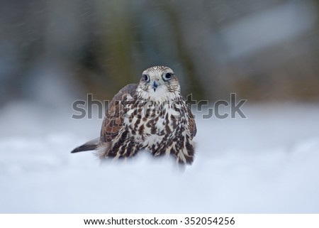 Lanner Falcon, bird of prey with snowflakes in cold winter, snow in the forest, animal in the nature habitat, France.