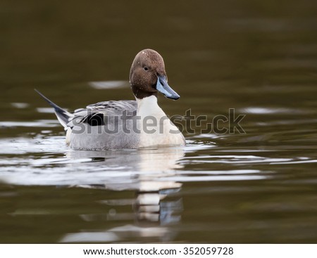 Male Northern Pintail Swimming in Fall
