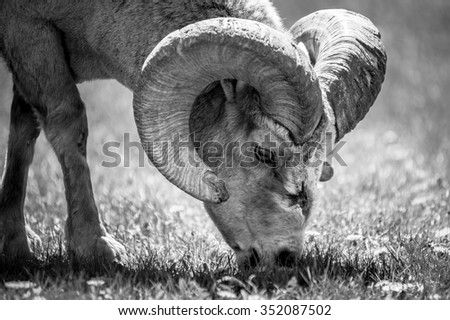 bighorn sheep eating dandelions in Waterton Lakes National Park,Alberta, Canada -black and white picture