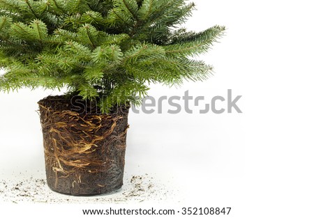 small christmas tree  with roots close-up banner