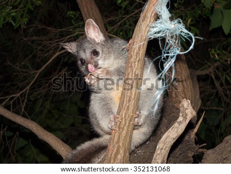 Australian Bush tailed possum eating fruit in a tree