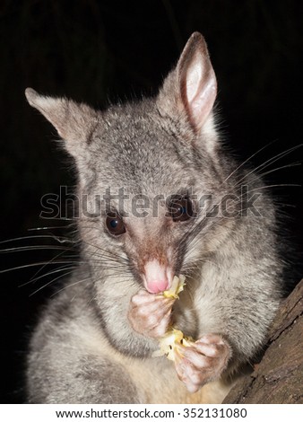 Australian Bush tailed possum eating fruit in a tree