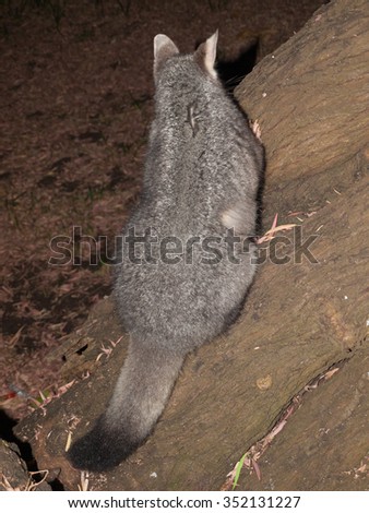 Australian Bush tailed possum climbing up a tree