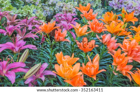 image of colorful lilly flower in the garden on day time for background.