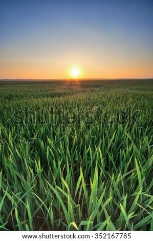 Beautiful sunrise/sunset over paddy field. Soft focus due to long exposure shot. Composition of nature.
