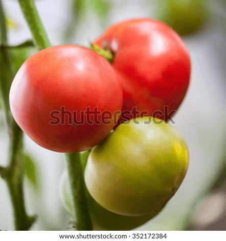 Tomatoes growing on a branch, natural  background