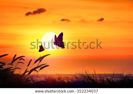 Silhouette of butterfly flying outdoor the sunset.