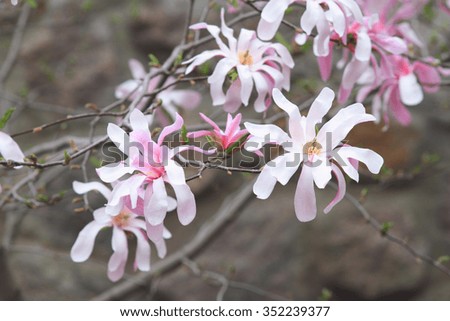 Several blossoming magnolia pink flowers on a branch
