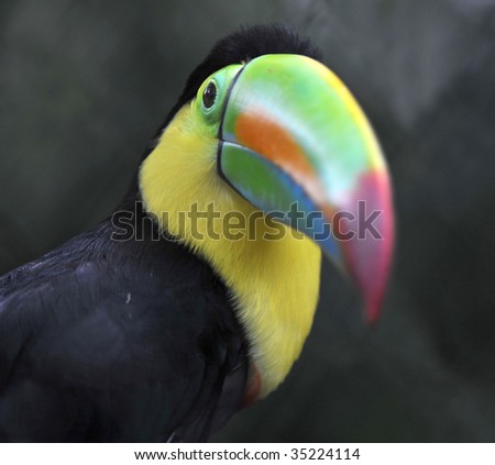  keel billed toucan, drake bay, costa rica, colorful parrot jungle tropical bird