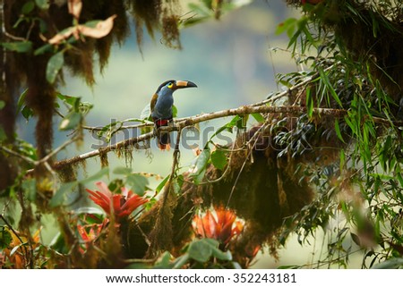 Shy high altitude andean colorful Plate-billed Mountain Toucan Andigena laminirostris perched on mossy branch among bromeliad flowers in typical environment of cloud forest. 