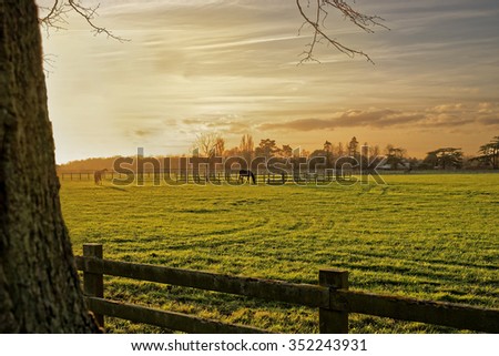 Horses grazing in a paddock in the autumn sunset