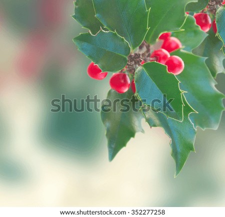 Holly branch with  leaves and berries isolated on gray bokeh  background