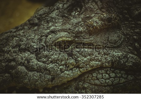 brown alligator resting on the sand beside a river