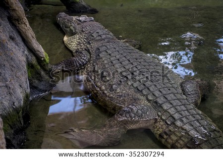 brown alligator resting on the sand beside a river