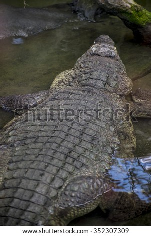 lizard, brown alligator resting on the sand beside a river