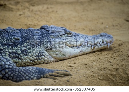 american brown alligator resting on the sand beside a river