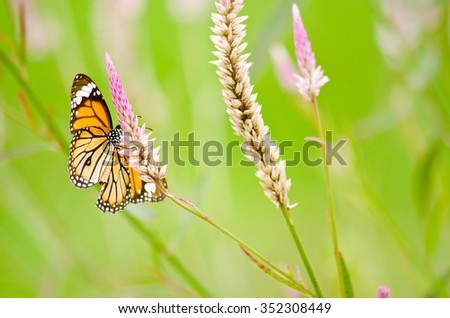 monarch butterfly is a milkweed butterfly in the family Nymphalidae and is flying around pink flower in garden  have green background