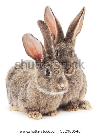 Two brown bunnies isolated on a white background.