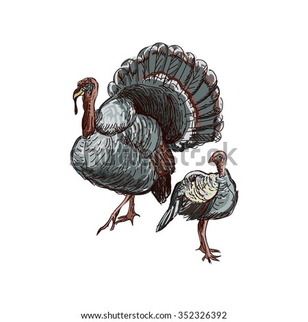 Turkey doodle. Isolated in white background. 