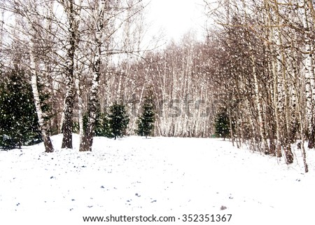 pathway in birch forest, winter landscape in russia