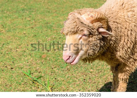 Sheep in the farm