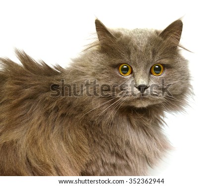 Beautiful fluffy British cat isolated on white background