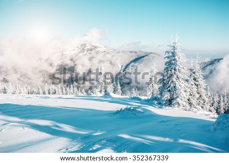 Fantastic winter trees glowing by sunlight. Dramatic wintry scene. Place location Carpathian national park, Ukraine, Europe. Alps ski resort. Beauty world. Instagram blue toning effect. Happy New Year