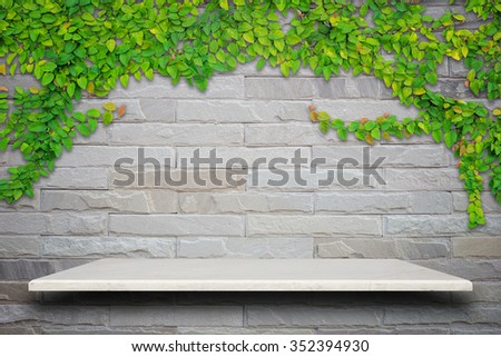 Empty top of natural stone shelves and green ivy on wall background. For product display