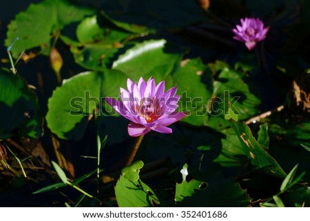 Lotus flower in a natural pond