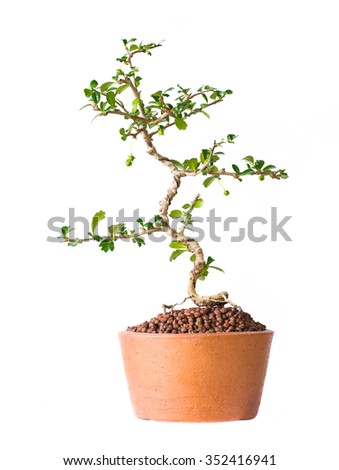 Small decorative tree on white background, Small bonsai tree in the clay pots