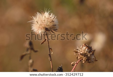 Closeup photo of a dried plant on field