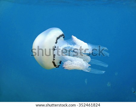 Jellyfish Rhizostoma pulmo, commonly known as the barrel jellyfish, the dustbin-lid jellyfish or the frilly-mouthed jellyfish, underwater in the Mediterranean sea, France