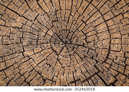 Old tree stump background. Royalty-Free Stock Photo #352463018