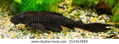 Catfish. Aquarium fish - Glyptoperichthys gibbiceps