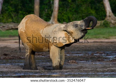 Forest elephant drinking water from a source of water. Central African Republic. Republic of Congo. Dzanga-Sangha Special Reserve.  An excellent illustration.