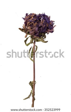 Dried flower aster isolated over white