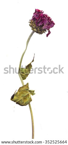Dried flower 